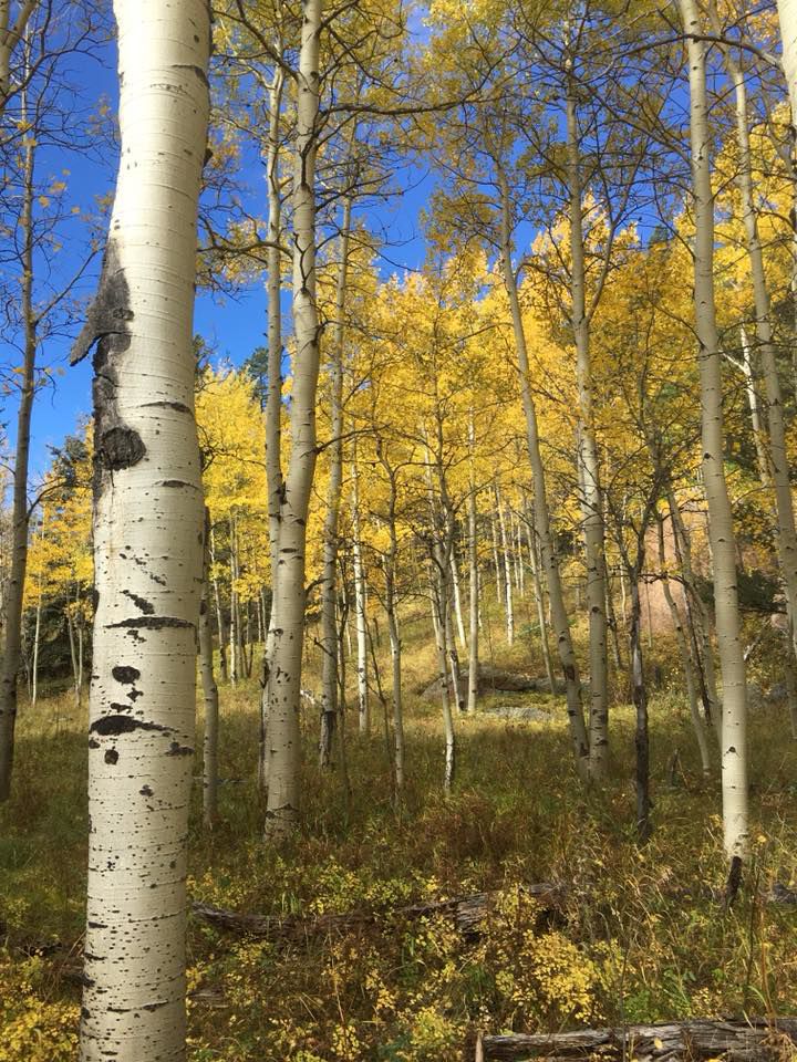 Aspens in fall
